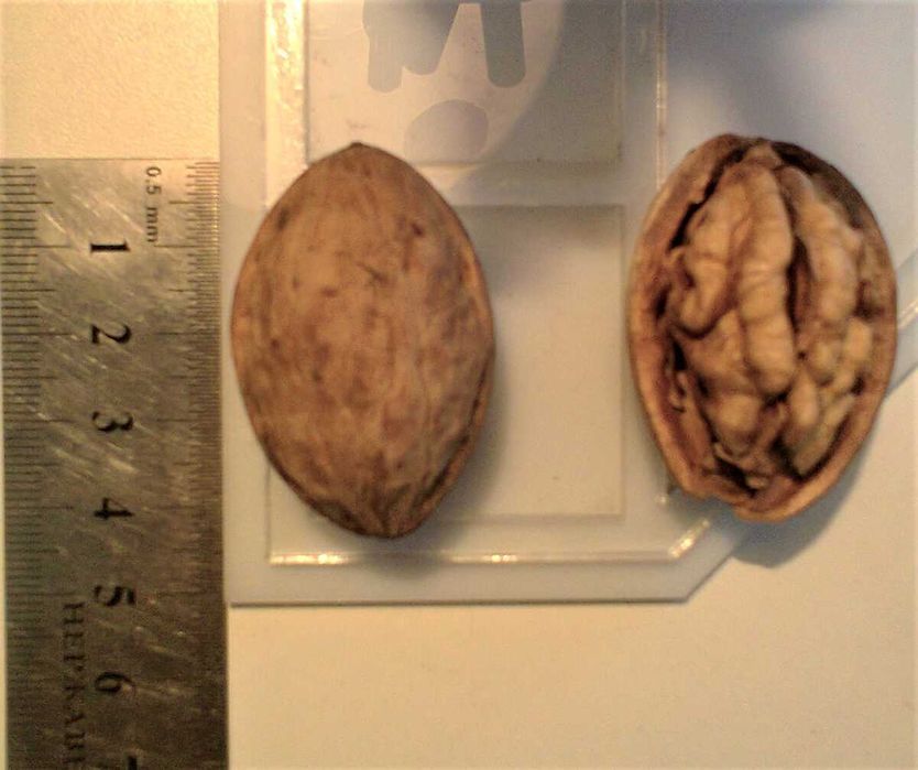 Продам Грецкий (волошский) орех очищенный высшего сорта, микс