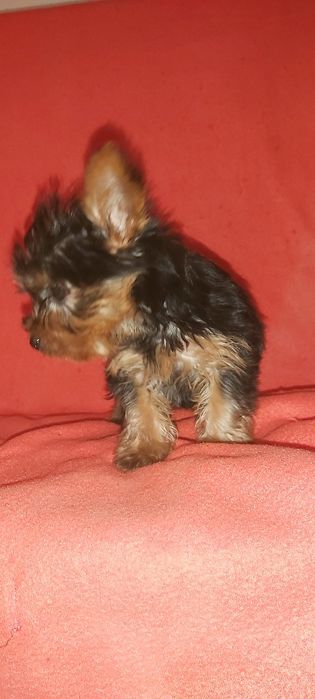Yorkshire terrier