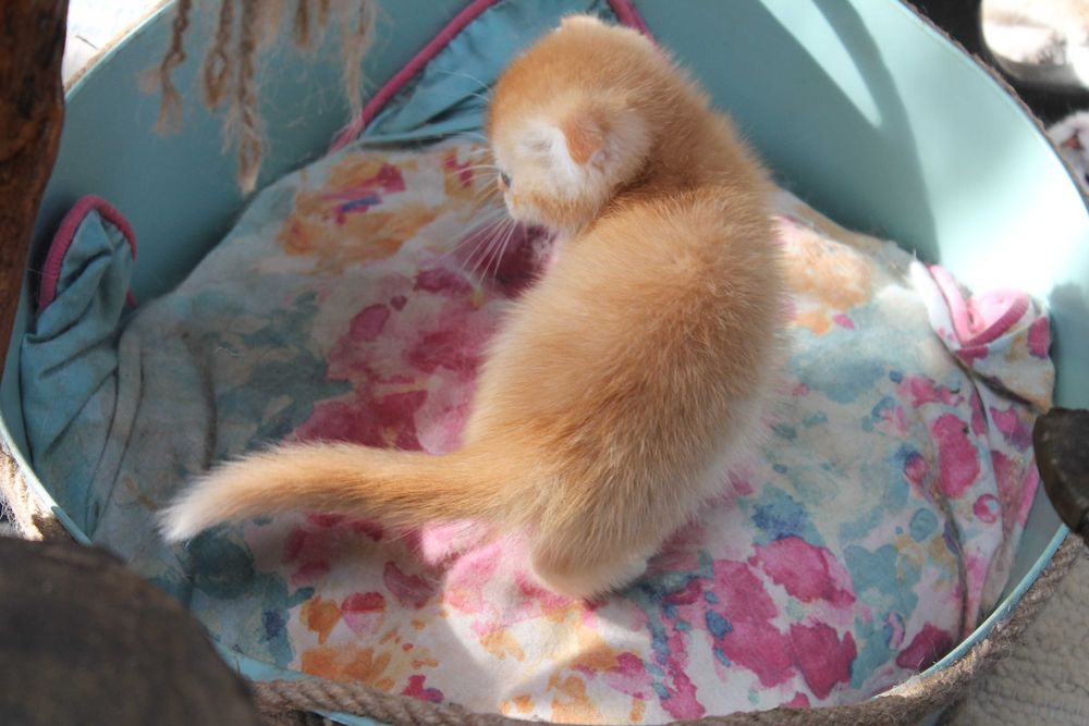 Шотландський фолд з яскравим відтінком золота