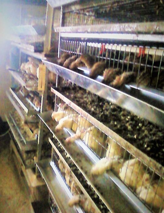 Перепілки - почали нестись, молоді несучки з яйцем. Техаські, фараони,