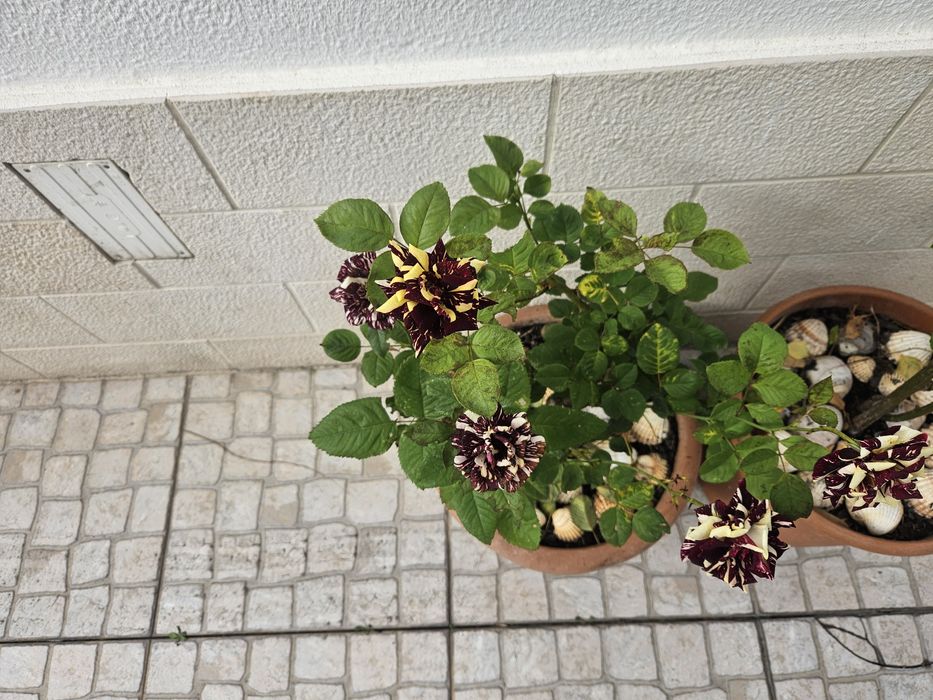 Roseira variegata tricolor