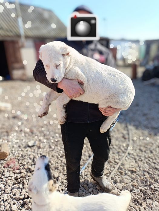 Середньоазіатська вівчарка (Алабай)