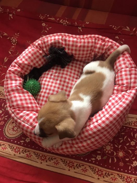 Маленькі веселунчики