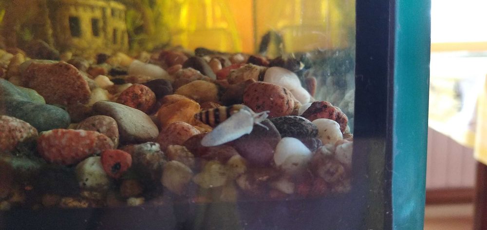 Ślimaki helenki, helenka