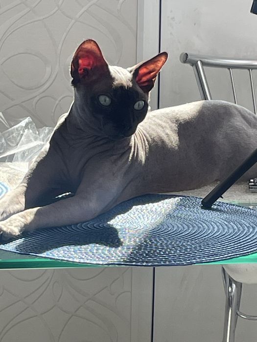 Вязка Сфинкса Розвязан