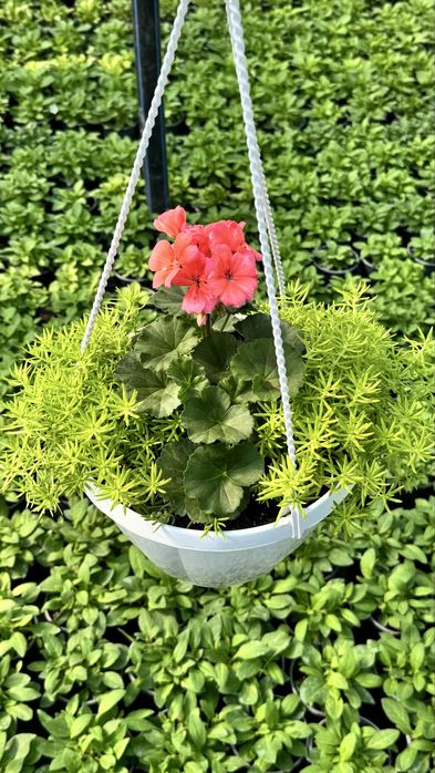 Пеларгонія, герань