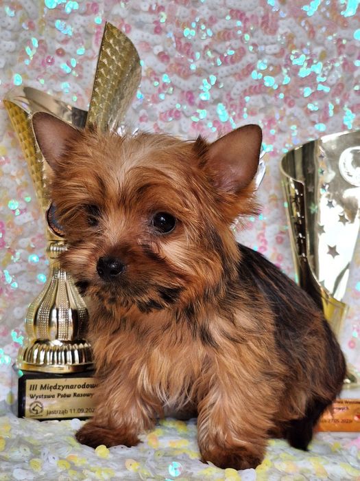 Yorkshire terier golddust suczka z rodowodem i paszportem