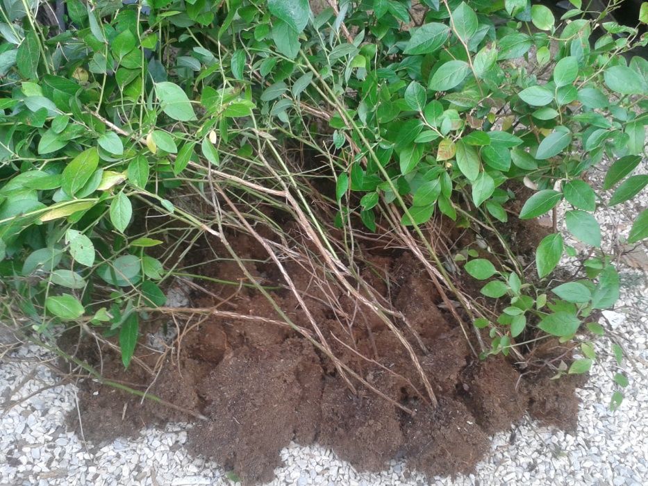 Plantas de mirtilo-variedade Aurora- sem vaso