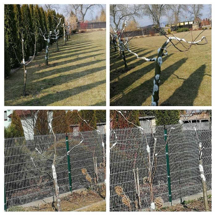 WYCINKA i pielęgnacja drzew, krzewów