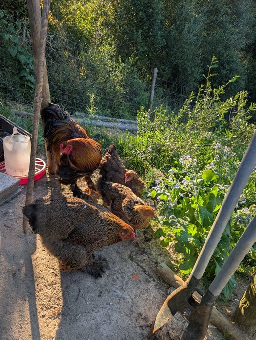 Ovos para incubação e pintos Brahma
