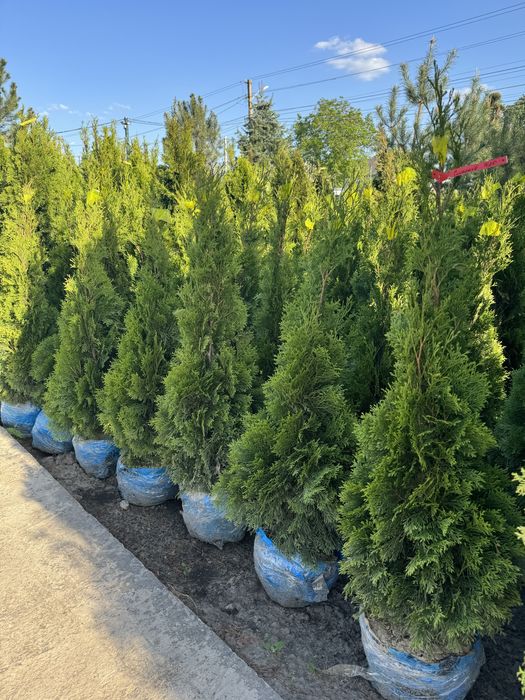 Туя Смарагд  Днепр
