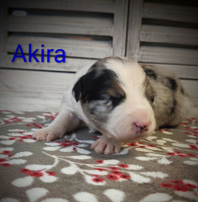 Border collie piesek Blue merle przebadani rodzice