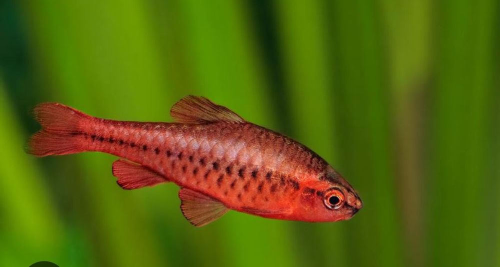 Brzanka wysmukła (titeya)