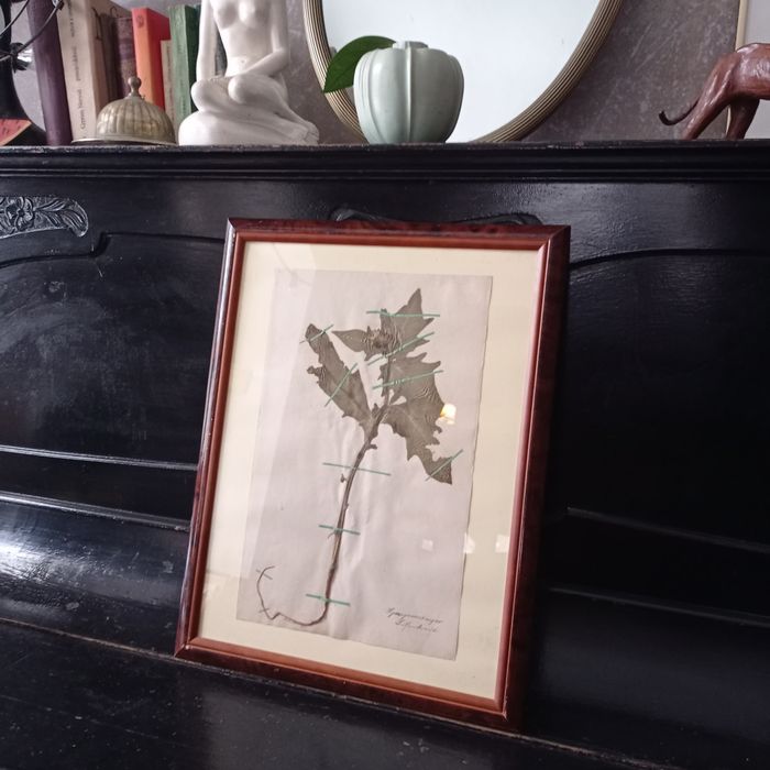 Herbarium secesyjne zielnik antyk