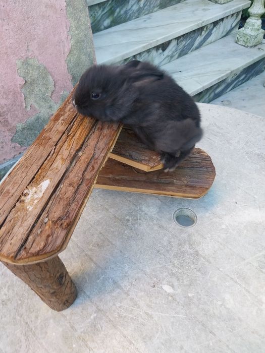 Coelhos anões cabeca de leão  /minilop/nederland dwarf