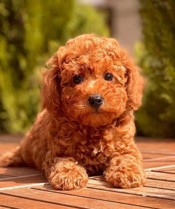 Солодкі той пуделята