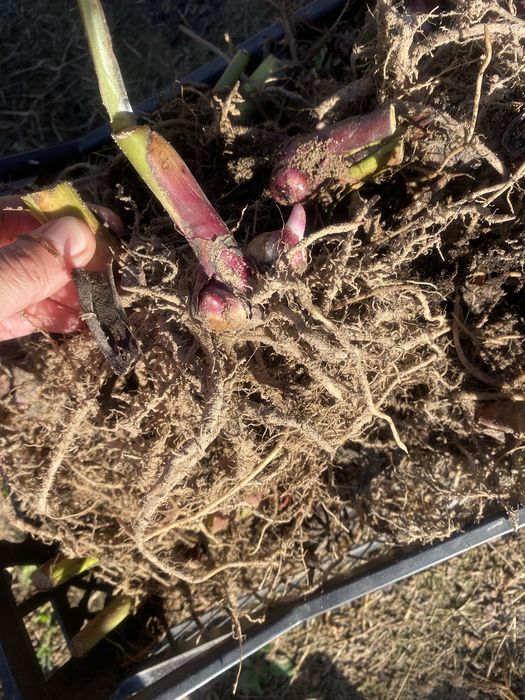 Кани клубні продам