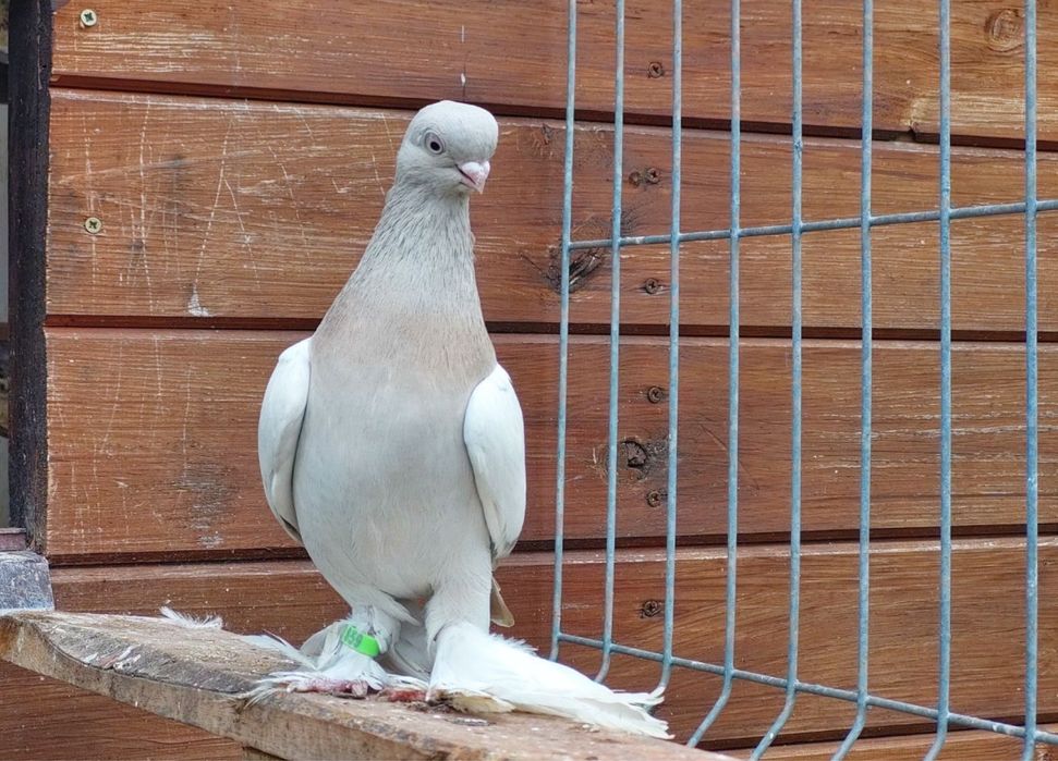 Samczyk blajwiner blauwinder