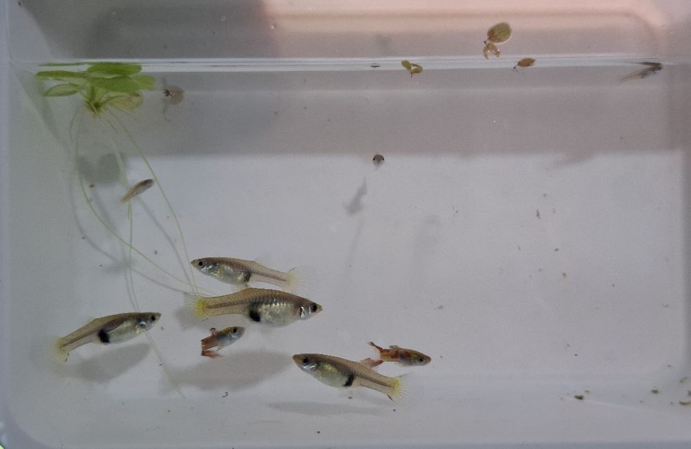 7,00€ 10 Guppys machos e fêmeas e filhotes