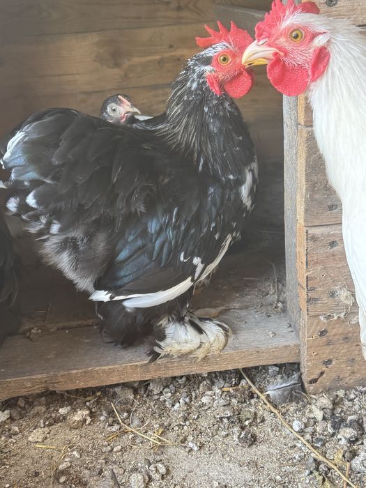 Карликовый кохинхин. Декоративные куры