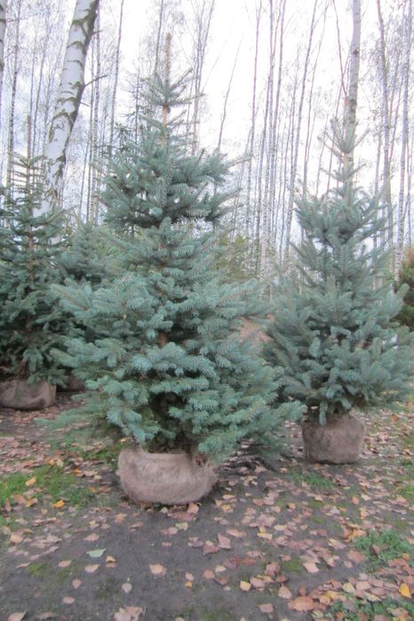 świerk kłujący NIE Pospolity 200cm