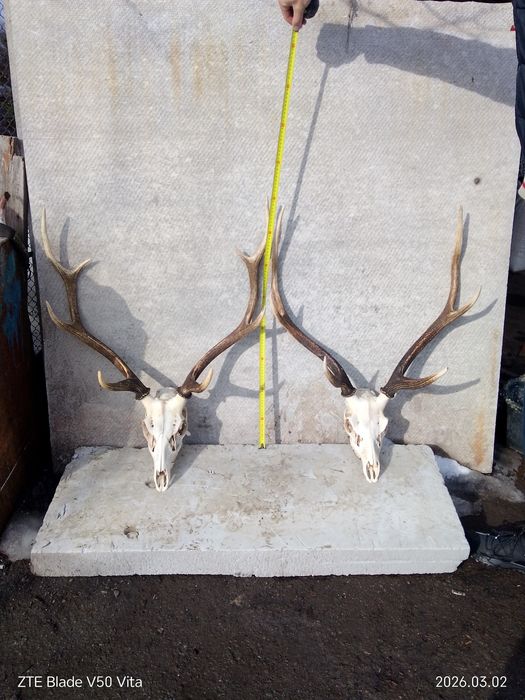 Продаю рога оленя