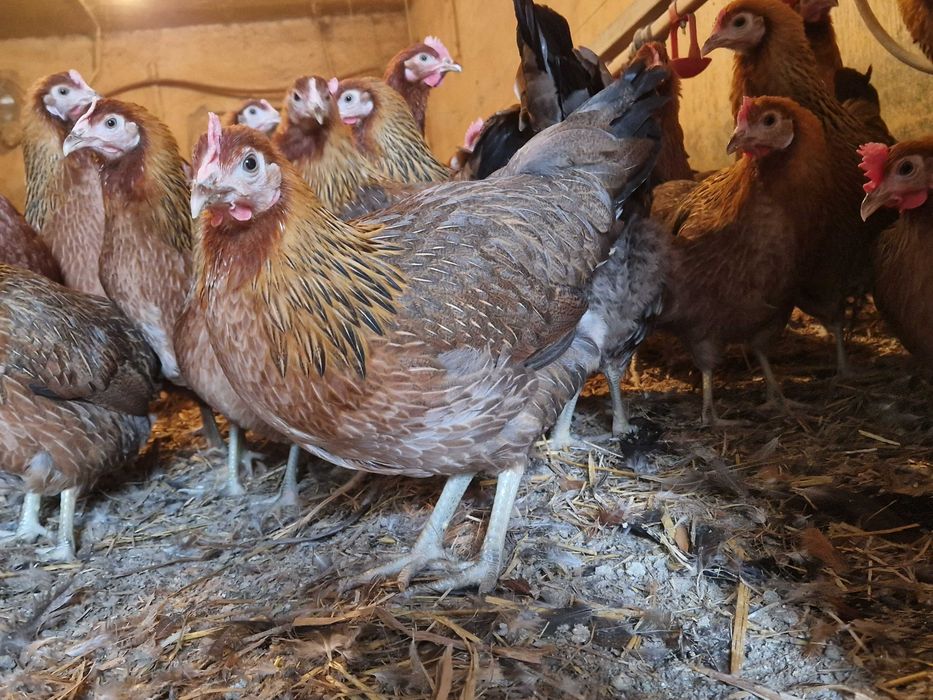 Kury Zielononóżki odchowane zapisy dostawa na miejsce