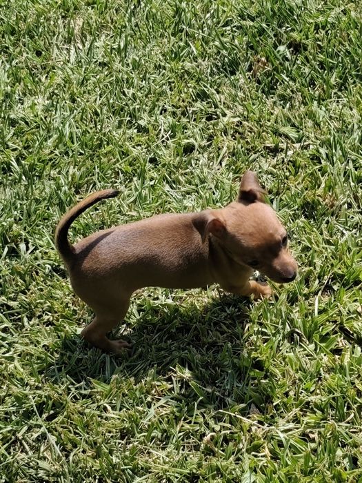 Fêmea Pinscher disponível