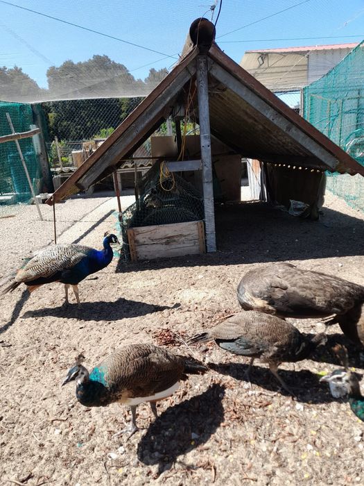 Pavões para venda - 10 disponíveis