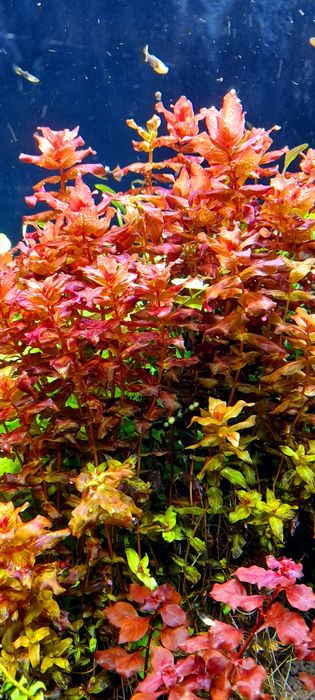 Rotala Macranda red roślina akwariowe