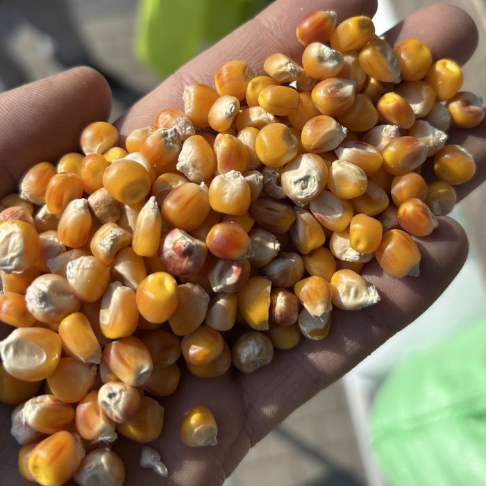 Mieszanki traw koniczyna lucerna gorzowska kupkówka tymotka wysyłka