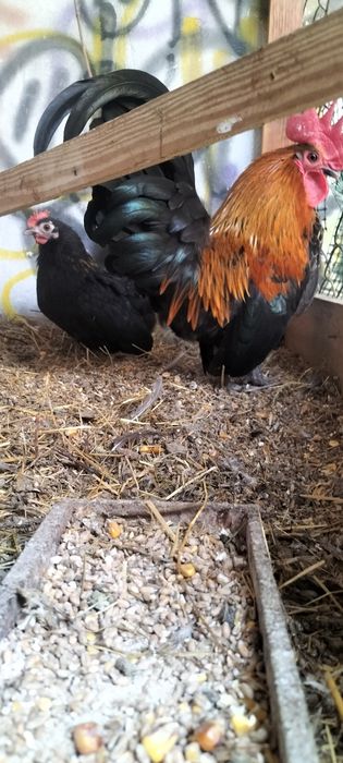 Kurki szabo zeszłoroczne