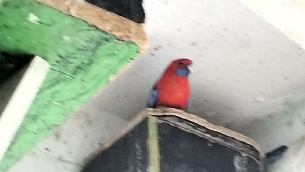Parka Rozela Królewska