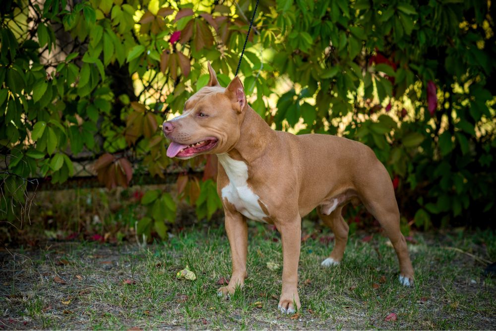 Вязка.Кривой рог.Питбуль.Есть ген.тесты.