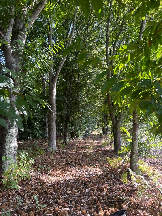 Vendo Produção de Castanha na Árvore (30 Castanheiros) - Santa Maria da Feira