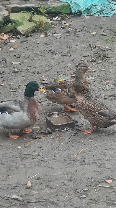 Продам підсадні качки