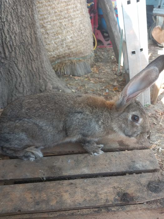 Kroliki  termondzkie samce
