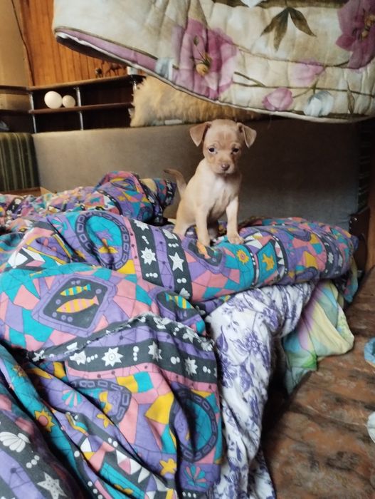 Цуценята Той-тер'єр