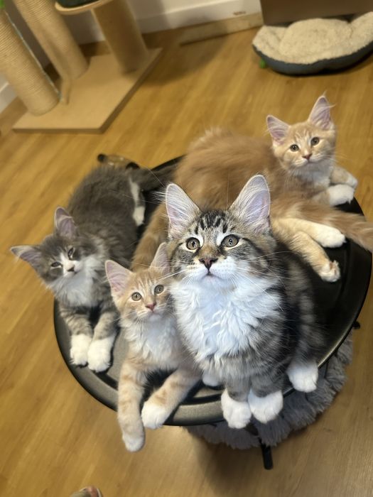 Maine Coon Beżowa Kocica