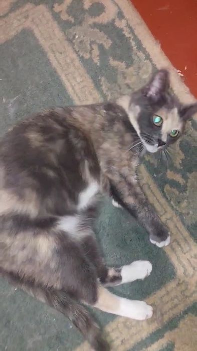 Отдам кошку трехцветку, стерилизована, 1 год