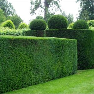 Cis pospolity(Taxus baccata)