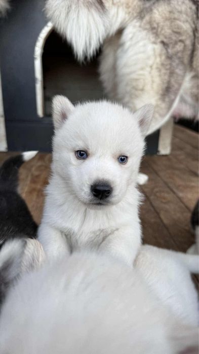 Husky syberyjski szczeniaki