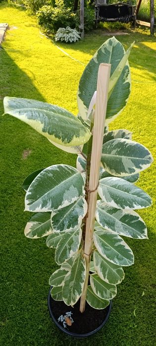 Фікус Тінеке (Ficus Tineke)