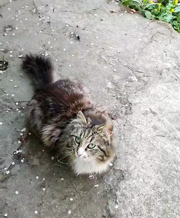 Отдам пушистую кошку лесного окраса, 1 год