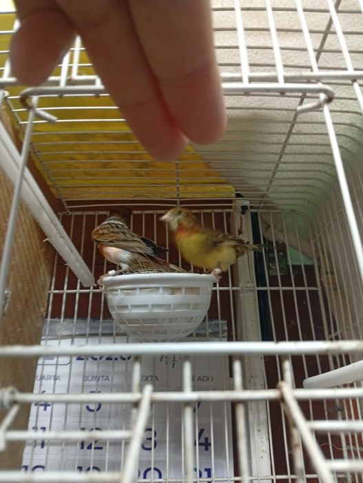 Vendo casal de canários pronto a criar