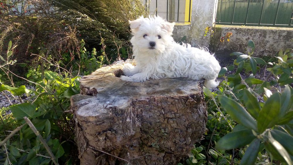 Linda  Bichon  Maltês miniatura Lop e afixo