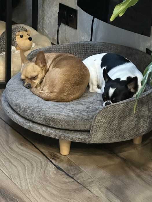 Hotel dla zwierzat opieka dla kotow psow ptakow gryzoni catsitter