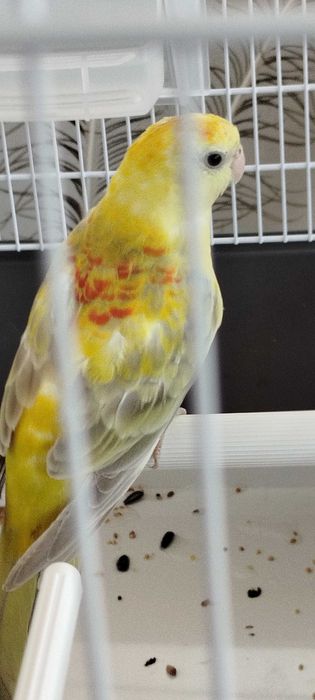 Red rump ave exotica