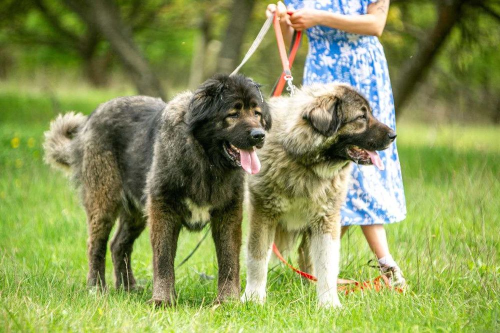 Кавказская овчарка щенки - рабочие родители,  отличное происхождение.