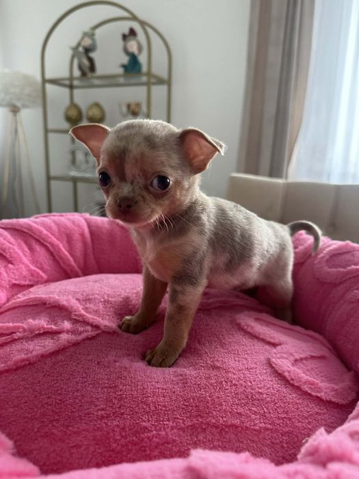 Cudowna sunia Chihuahua lilac merle